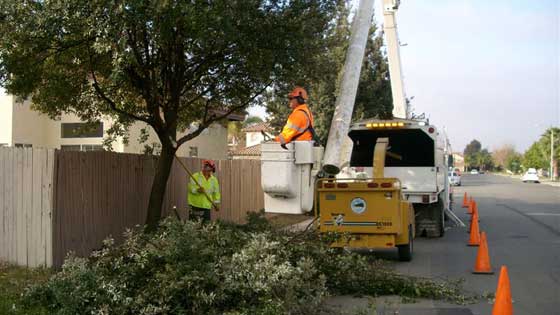 Tree trimming