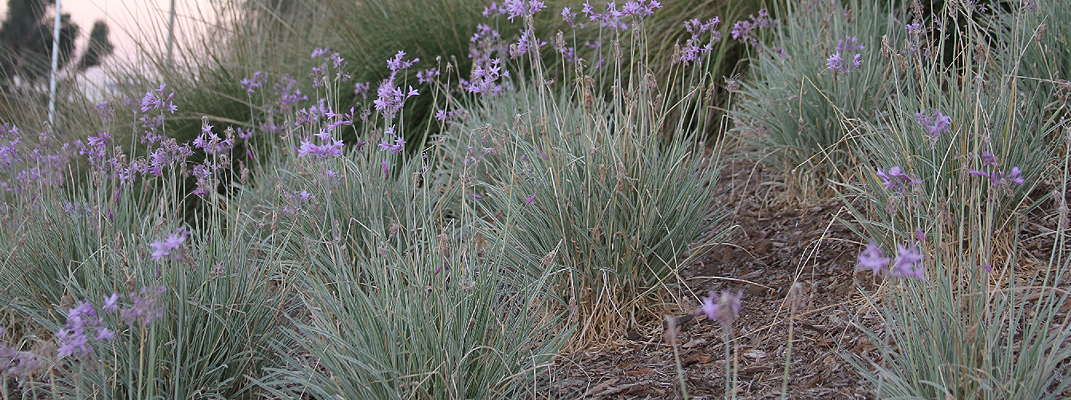 Landscape installed for a special financiing district.