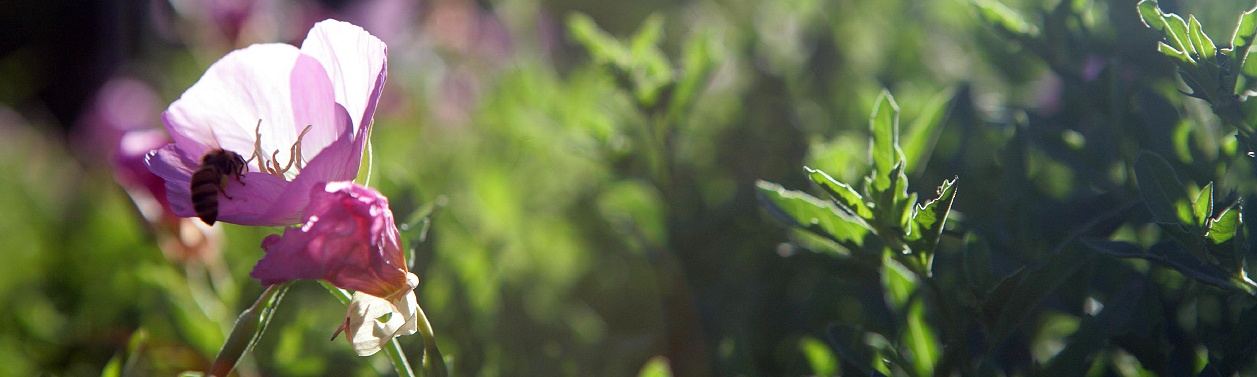 garden programs