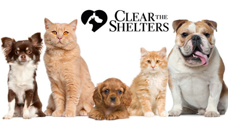 Clear the Shelters