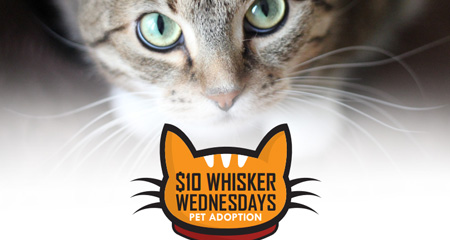 $10 Whisker Wednesday