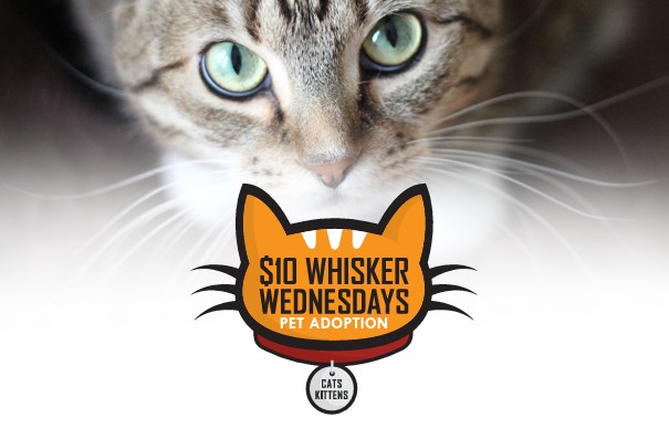$10 Whisker Wednesday