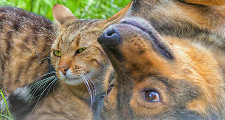 Clear the Shelters Event banner