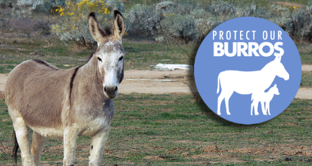 Protect Our Burros