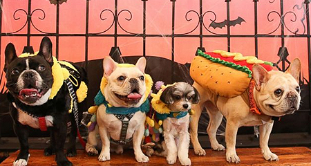 Pets in costumes