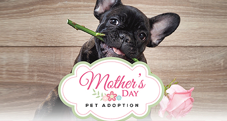 Mother's Day Adoption Event