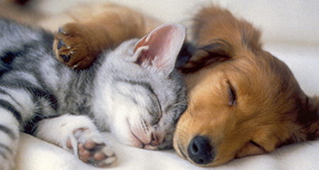 Puppy and kitten sleeping