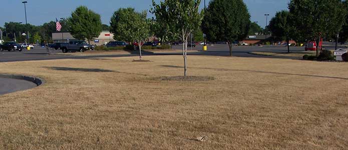 Brown lawn conserving water